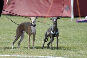 DSC_7285