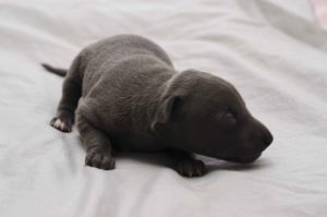 Cooper_02